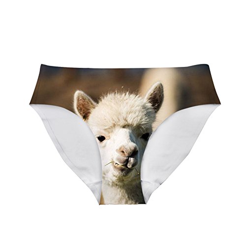 Alpaca 3