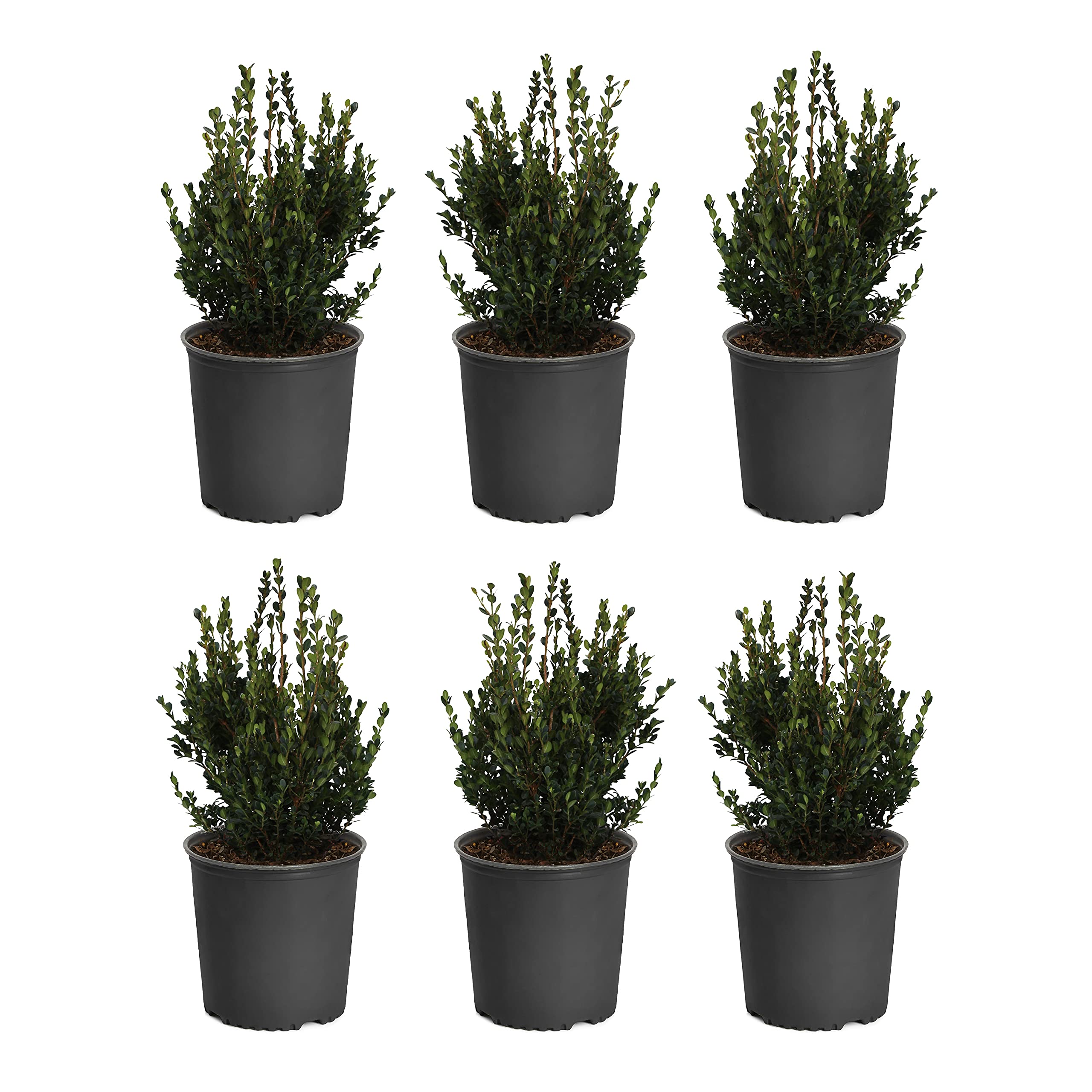 Brighter Blooms Baby Gem Boxwood - Compact Evergreen Shrubs with Elegant Shape - Set of 6 Plants in 1 Gallon Pots - Perfect for Landscaping, Hedges & Container Gardens