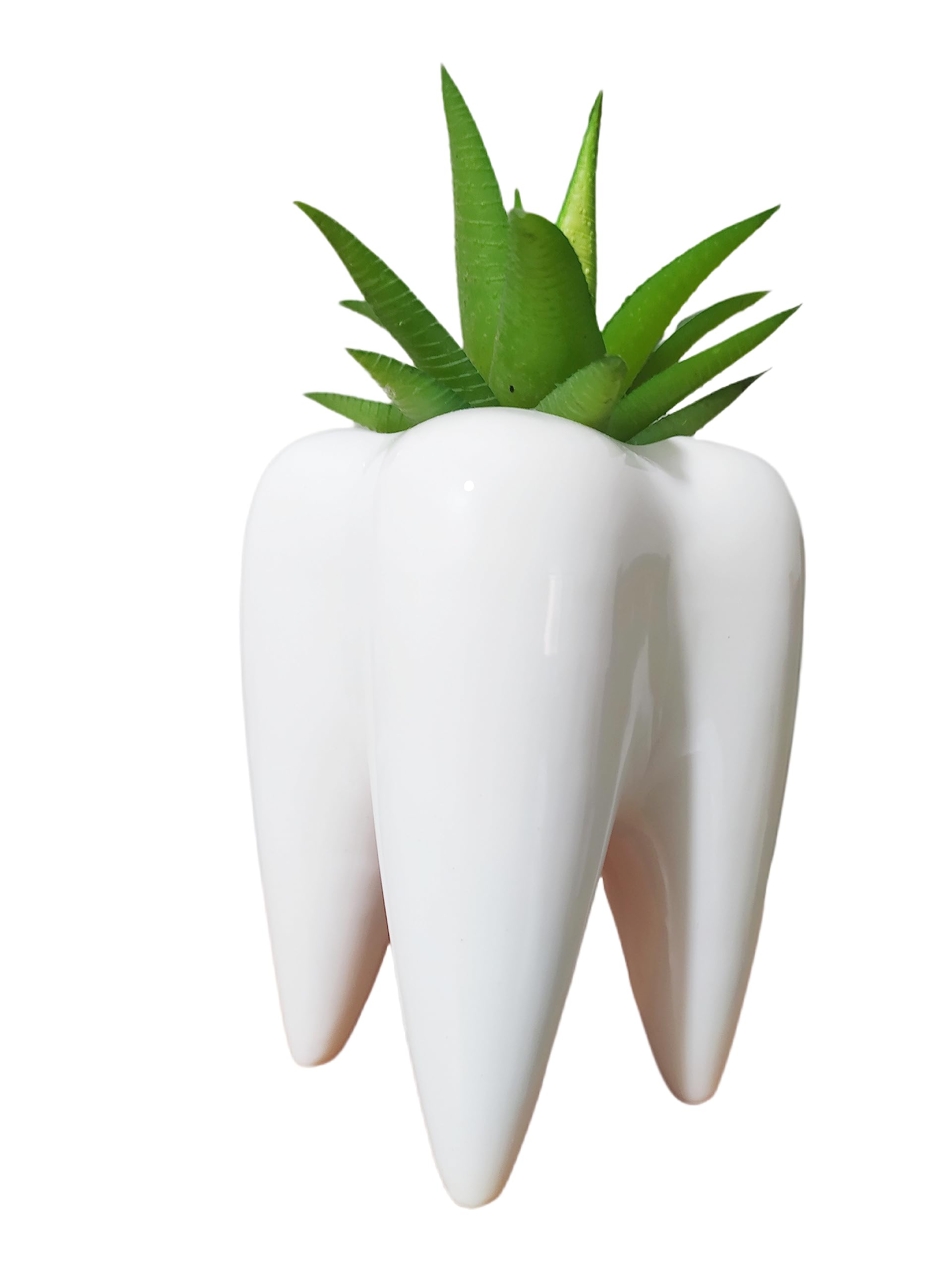 Tooth Shaped Ceramic Succulent Cactus Vase Flower Pot for Home Decor - Perfect for Small Plants, Air Plants, and Mini Cacti (Plants Not Included) - Ideal for Office Desk, Living Room, and Gift Giving