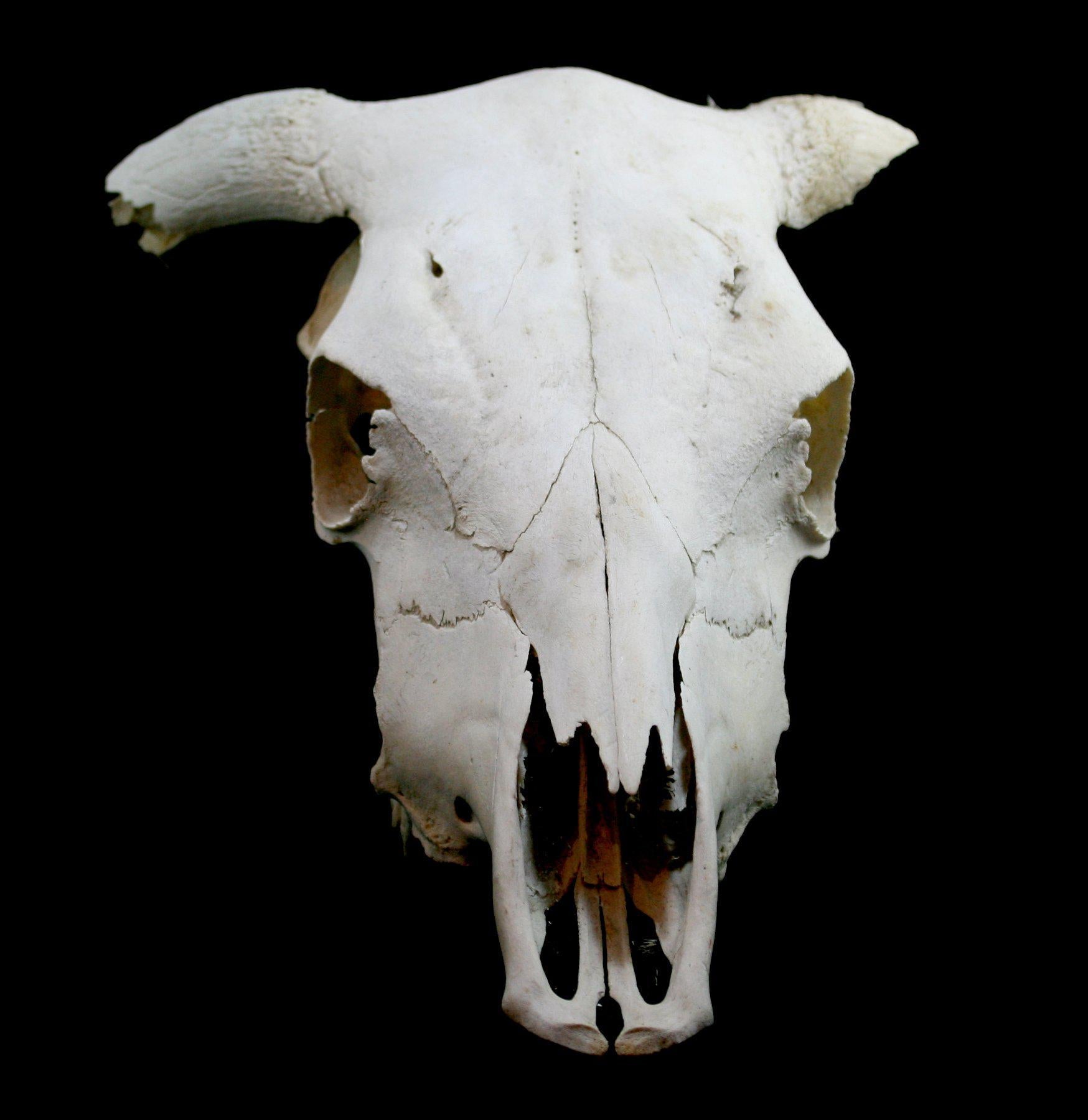 Authentic Longhorn Skull Decor - Western Cowboy Wall Art for Home, Bar & Ranch - Perfect for Rustic, Farmhouse & Texas-Themed Interior Design