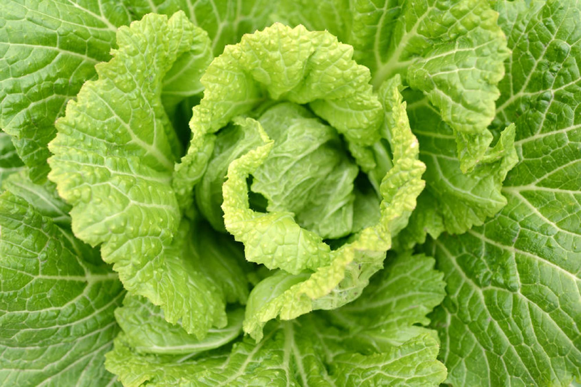 Non-GMO Michihili Chinese Cabbage Seeds - Heirloom Asian Semi-Heading Vegetable (500 Seeds) for Home Gardening & Organic Farming