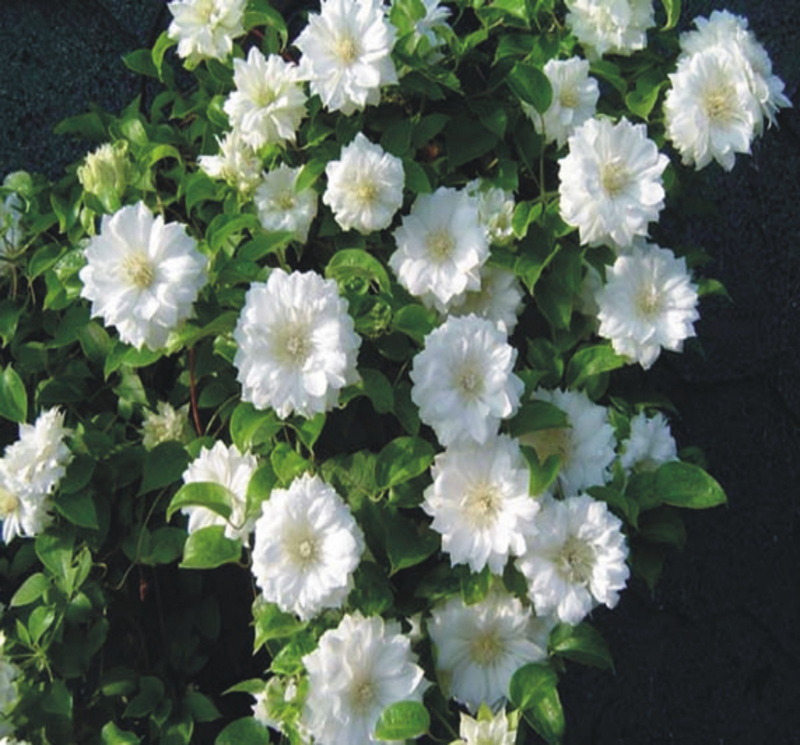 Clematis 'Duchess of Edinburgh' - 5 Live Starter Plants in 4 Inch Pots - White Blooming Flower Vine for Garden Trellis, Fence & Landscape Decoration - Perfect for Pergolas, Arbors and Vertical Gardens
