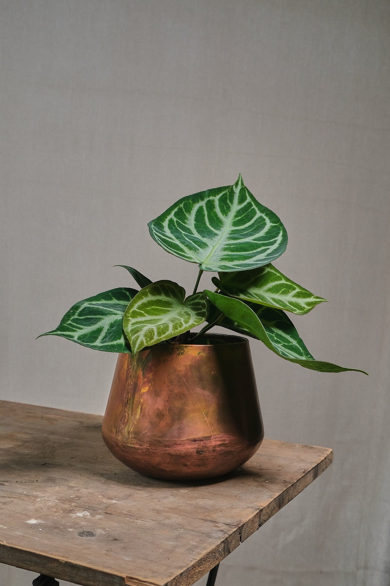 Anthurium Crystallinum Silver Blush - Rare Tropical Houseplant for Indoor Decor, Office & Gift
