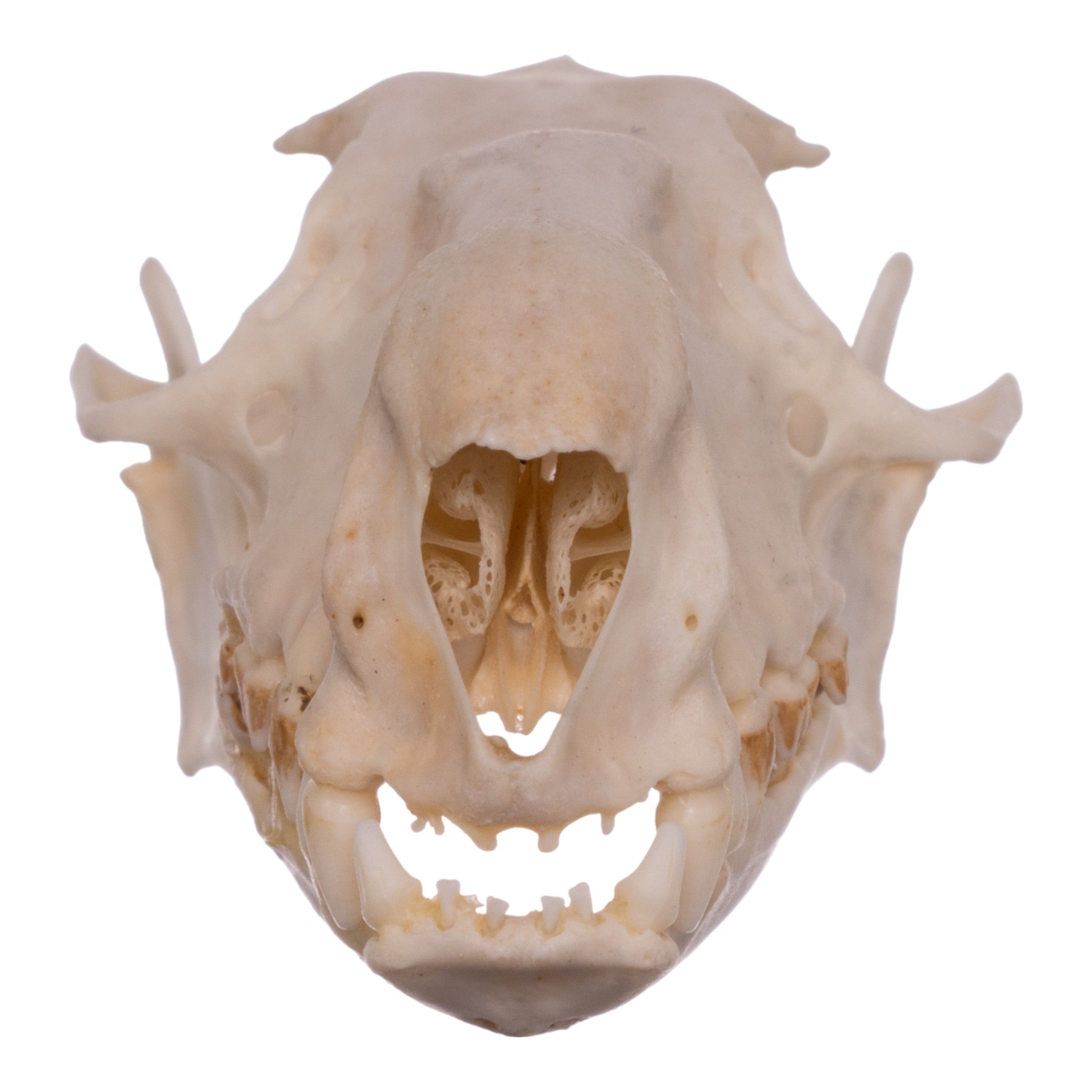 Authentic Hammerhead Fruit Bat Skull - Male Specimen | Collectible Oddity, Gothic Decor, Taxidermy Display for Halloween & Dark Academia Aesthetics