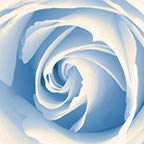 Rose Blue