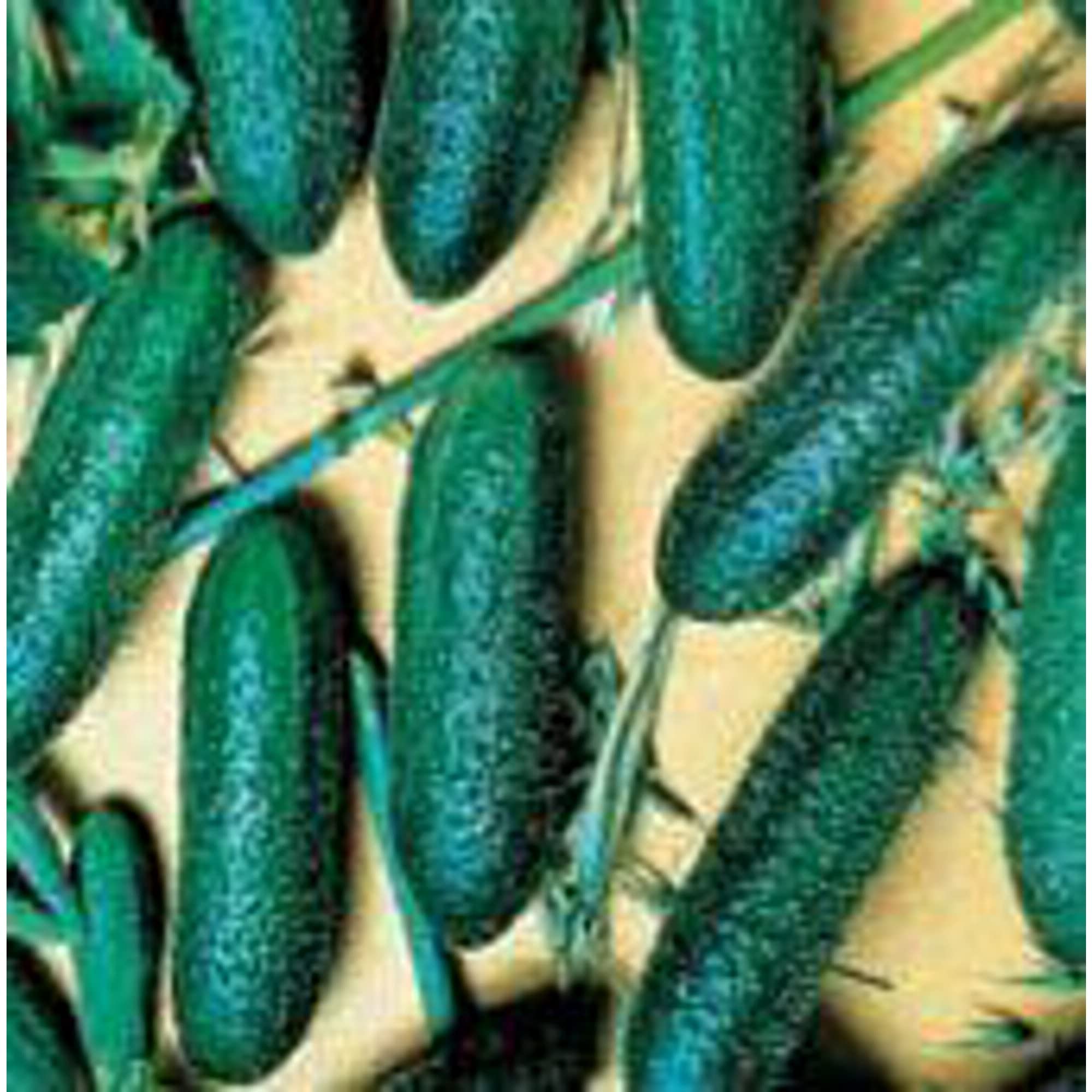 Organic Cool Breeze Cucumber Seeds (20+ Seeds) | Non-GMO Heirloom Vegetable Seeds for Planting | Home Garden, Greenhouse & Container Growing | Fresh Salads, Pickling & Healthy Snacks