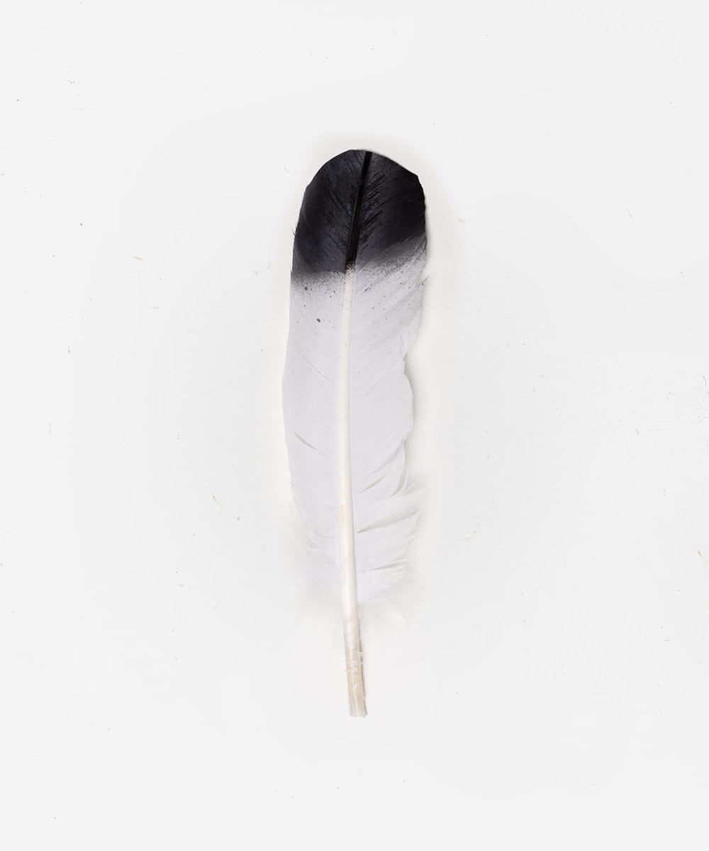 Elegant White with Black Tip Hat Feather - Stylish Accessory for Women's Fashion Hats, Costumes, and Vintage Outfits - Perfect for Weddings, Parties, and Special Occasions