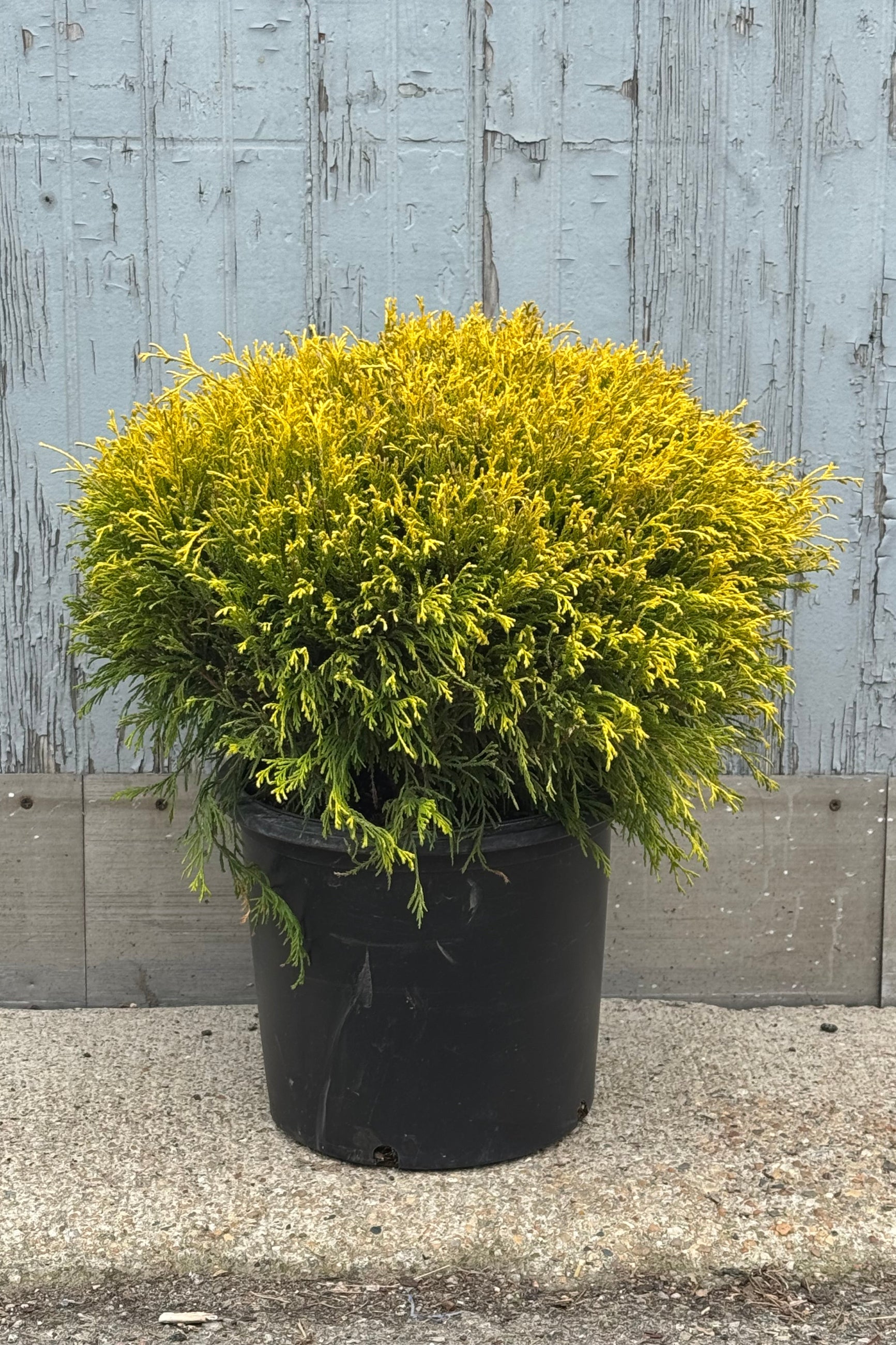 Golden Mop False Cypress (Chamaecyparis pisifera) - #5 Container Size | Evergreen Shrub for Landscaping, Garden Borders & Container Gardening