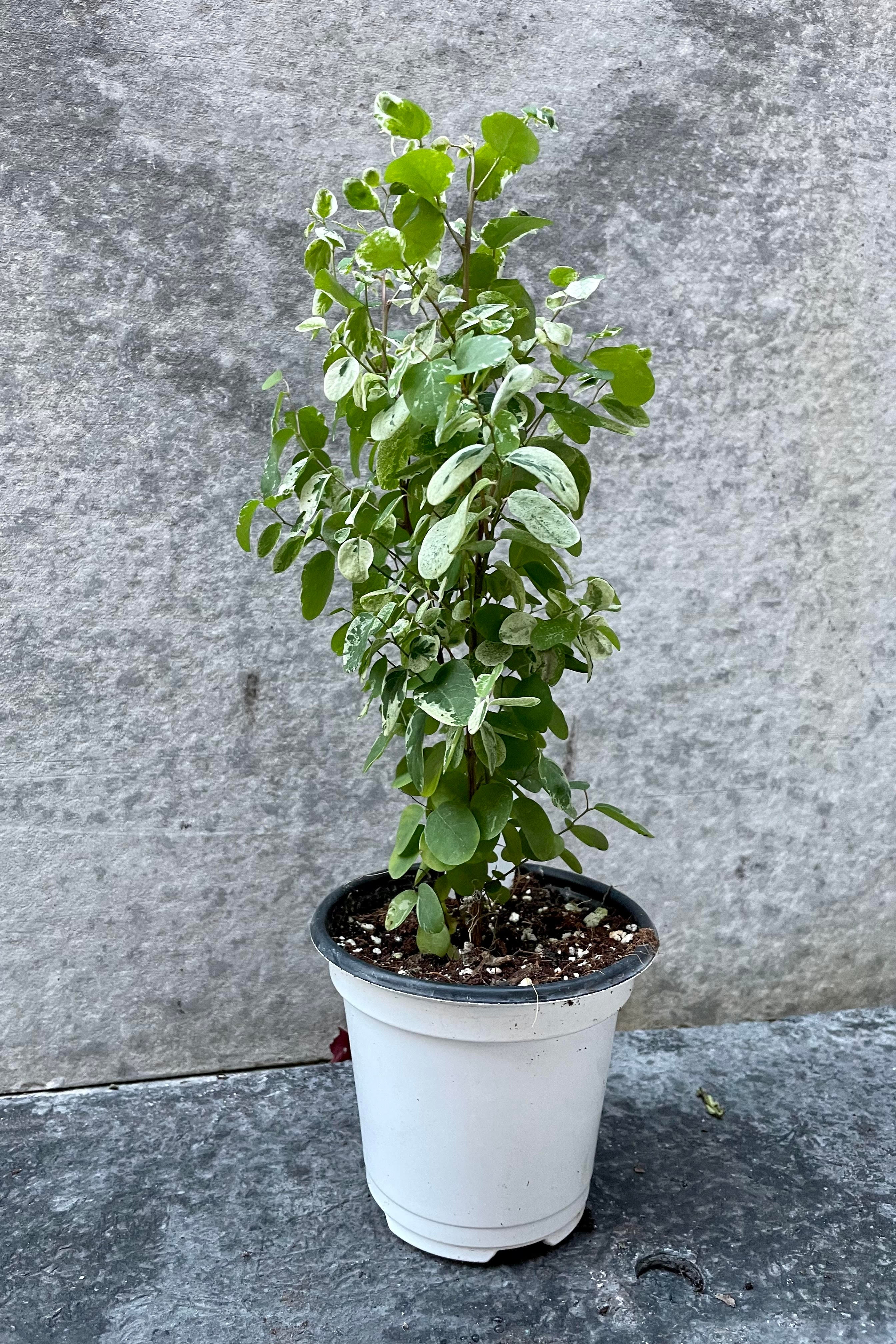 Breynia Disticha Hawaiian Snowbush - 4