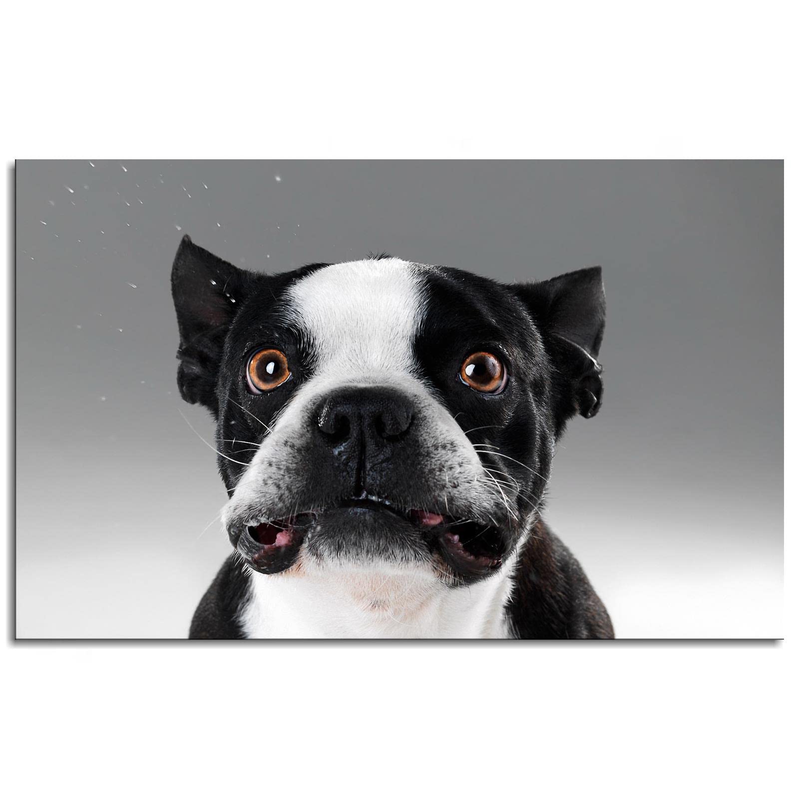 Bulldog Canvas Wall Art - 42x24 Inch Unframed Animal Poster Print for Home & Office Decor | Perfect for Living Room, Bedroom, or Gift