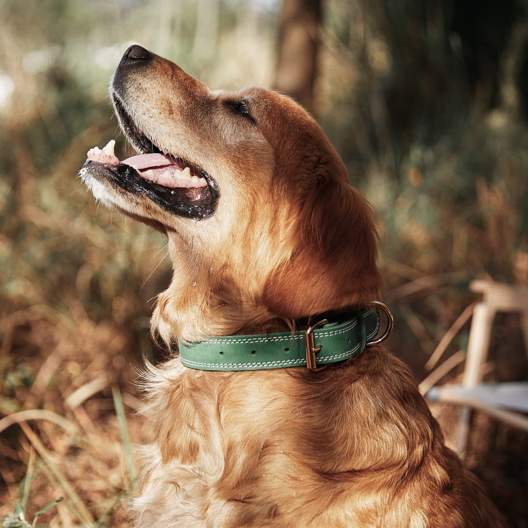 Premium Genuine Leather Dog Collar - Heavy Duty Wide Design for Medium & Large Dogs - Double Stitched for Durability - Forest Green - Perfect for Training, Walks & Outdoor Adventures