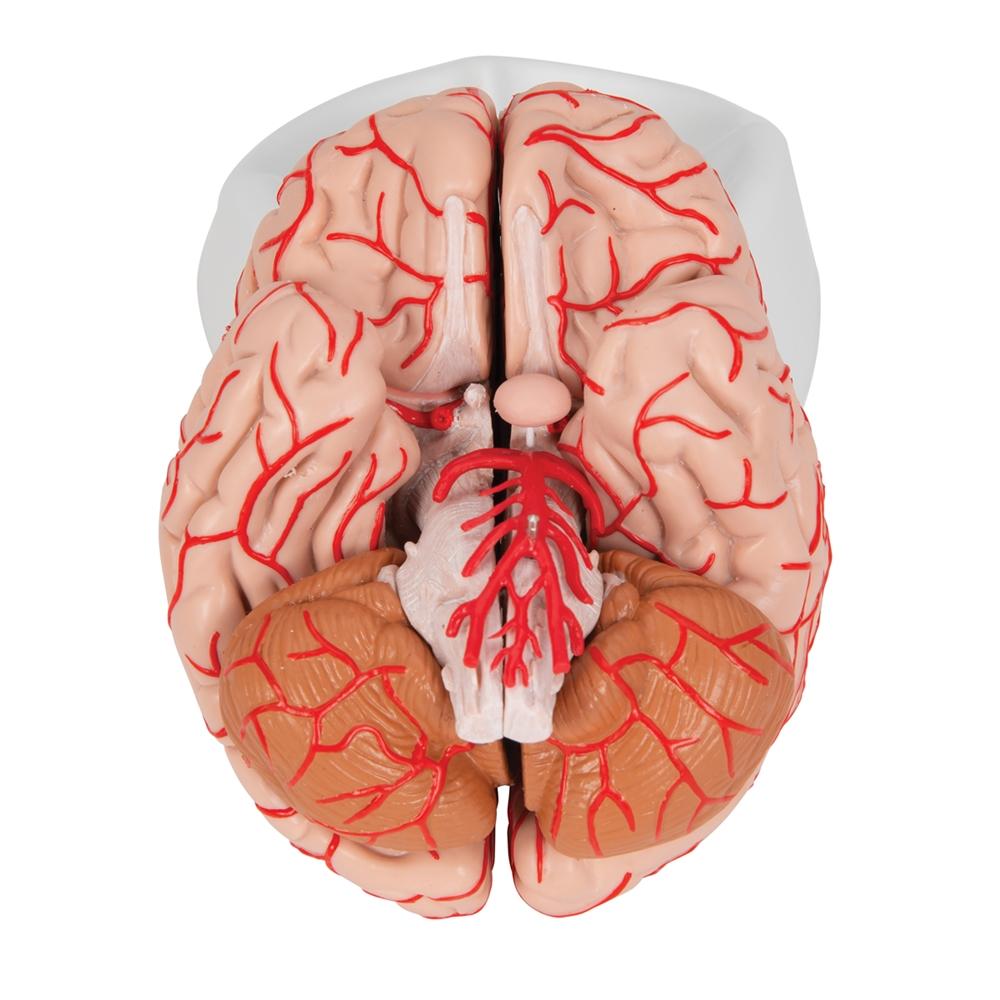 9-Part Human Brain Model with Arteries - Detailed Anatomy Study Tool for Medical Students & Educators