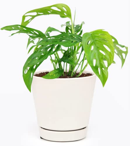 Monstera Adansonii Swiss Cheese