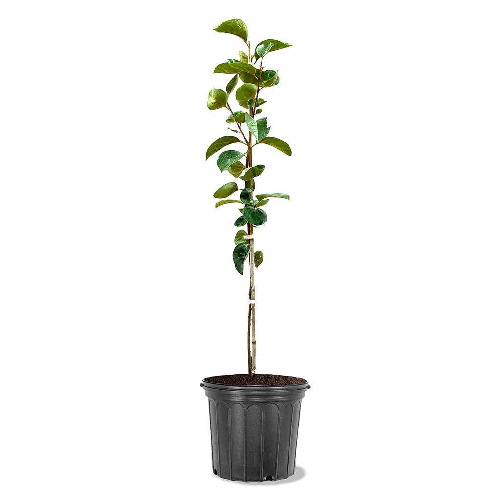 Fuyugaki Persimmon Tree - 5 Gallon Container | Non-GMO, Sweet & Juicy Fruit | Perfect for Home Gardens, Landscaping & Fresh Eating | Cannot Ship to CA, AZ, AK, HI