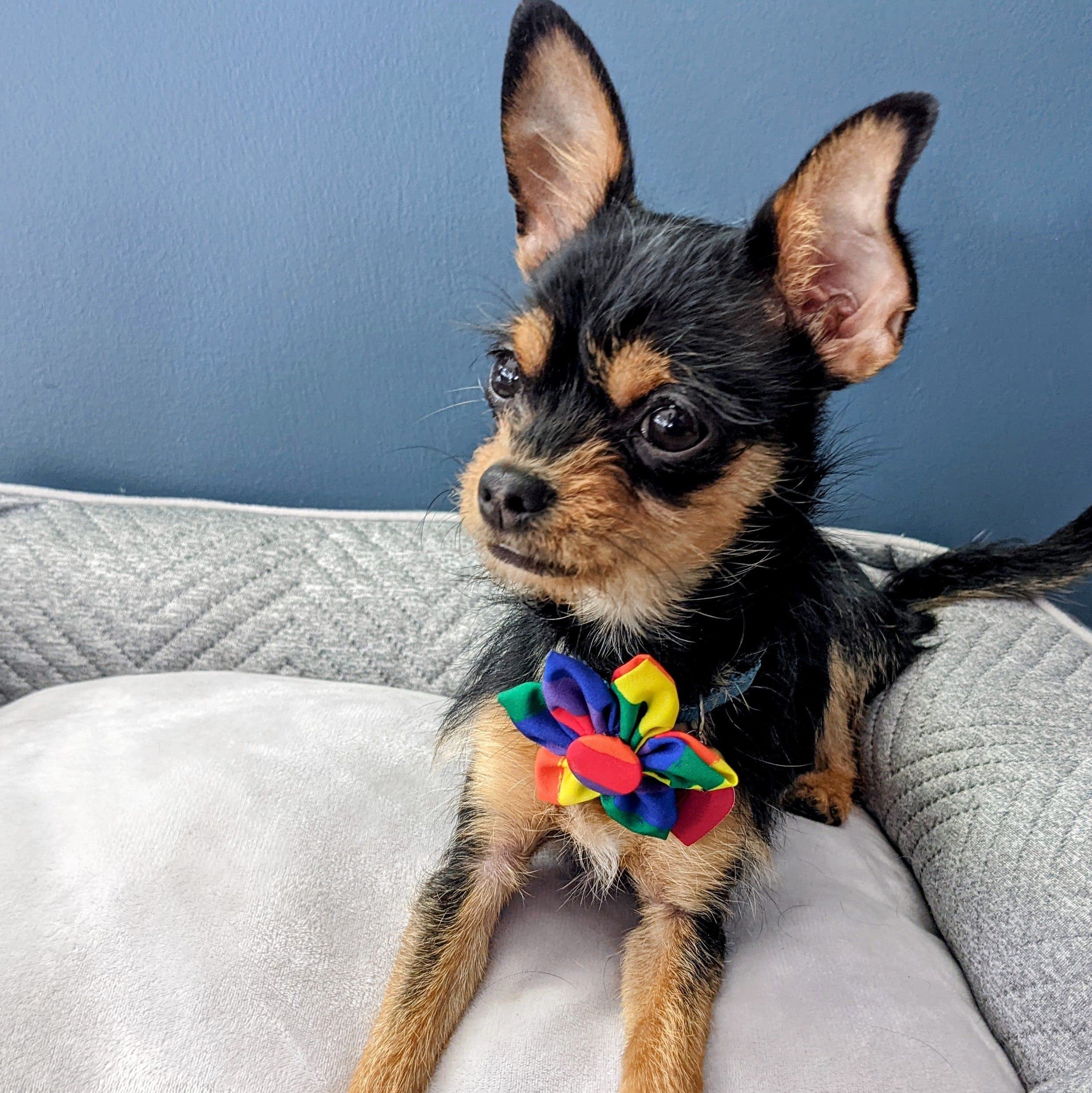 Huxley & Kent Pride Pet Pinwheel Collar for Dogs & Cats - Fun & Comfortable Accessory for Pets