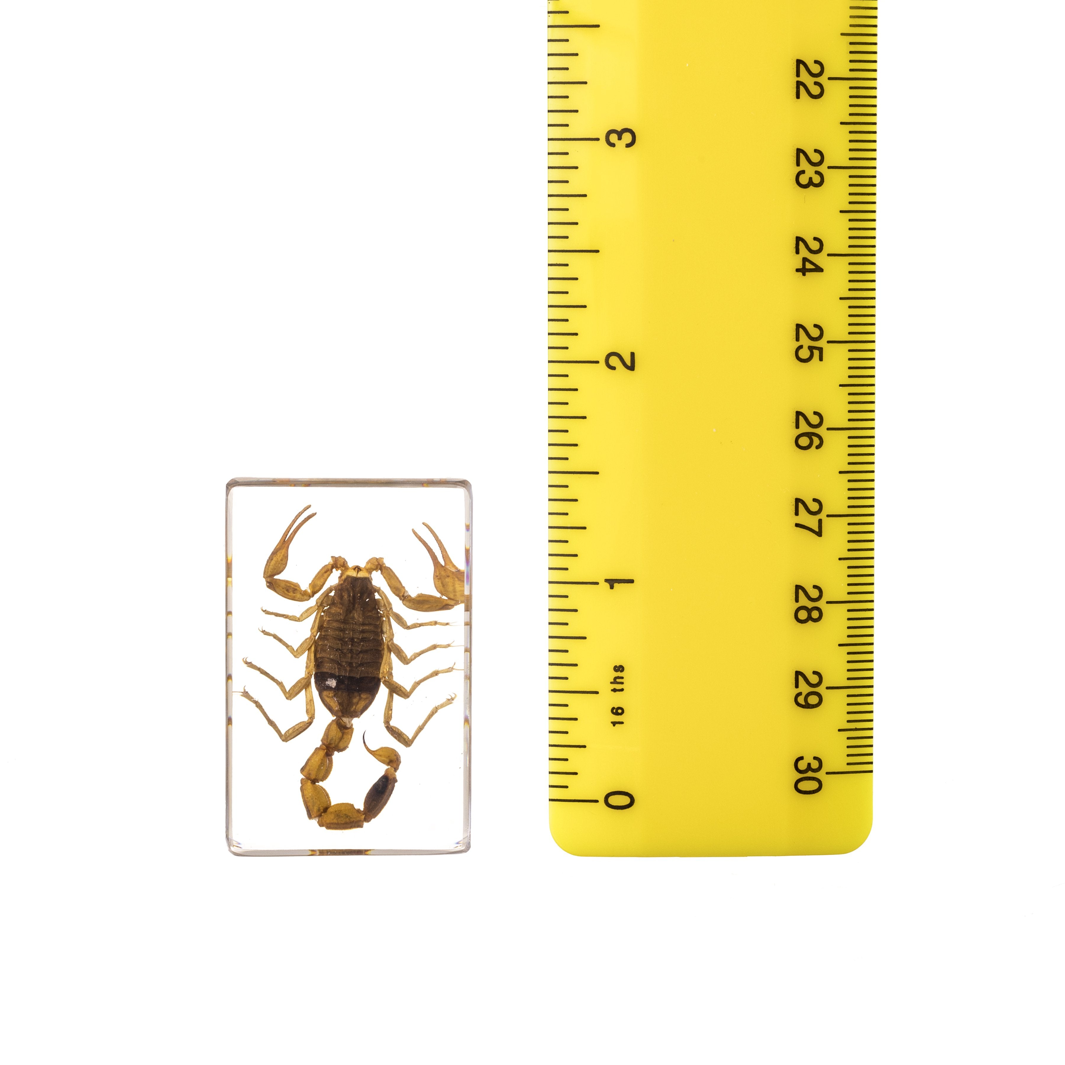 Real Golden Scorpion Encased in Clear Acrylic Paperweight - Unique Desk Decor & Collector's Item for Home Office, Gift for Entomology Enthusiasts