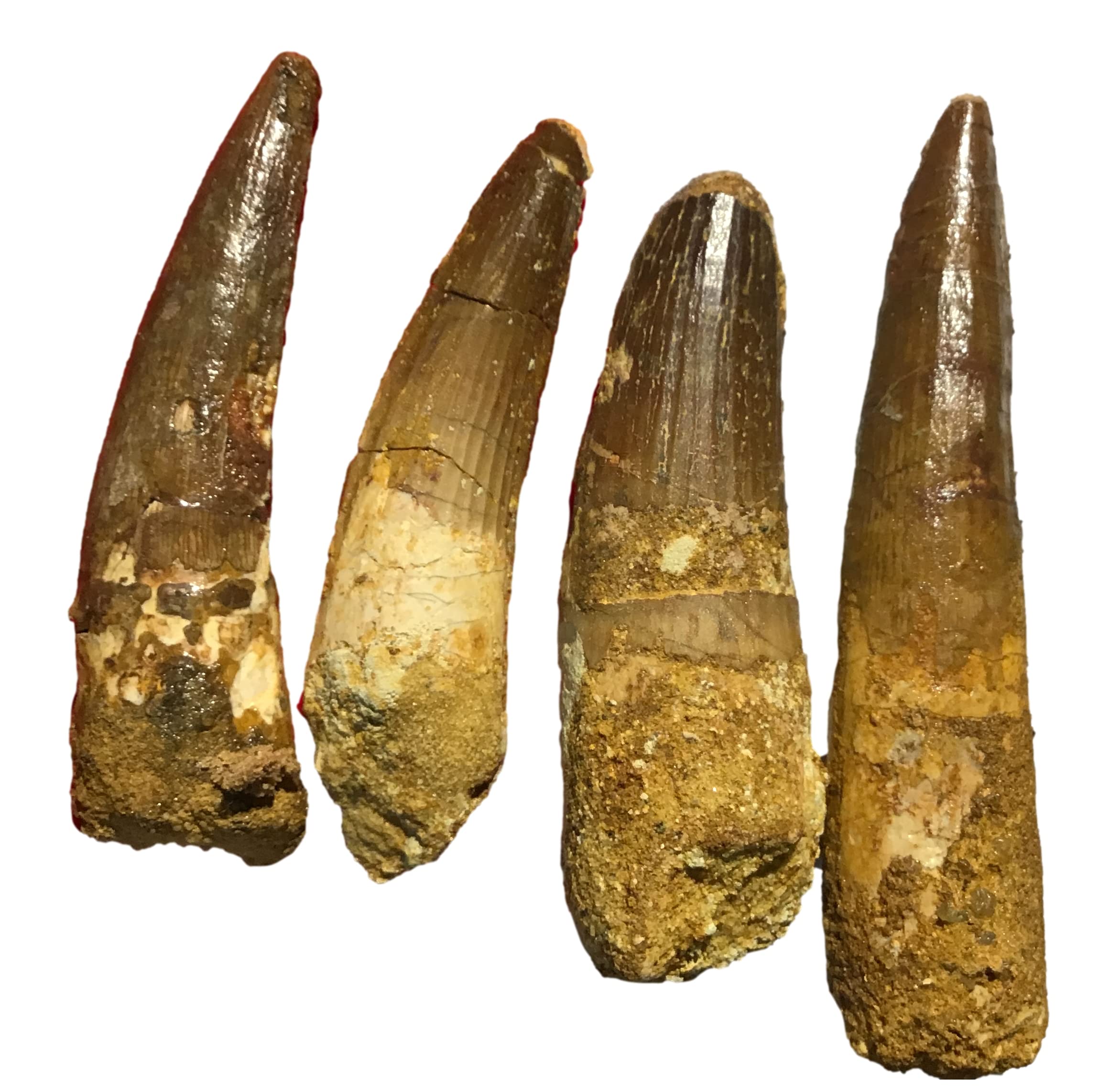 Authentic Spinosaurus Tooth Fossil with Free Replica - Dinosaur Fossil Collection for Paleontology Enthusiasts | Perfect for Science Education, Home Decor & Gift Giving