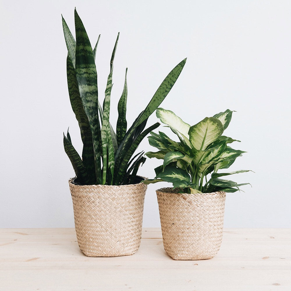Handwoven Rattan Basket Planter for Indoor Plants - Perfect for Home Decor, Boho Style, and Shelf Display