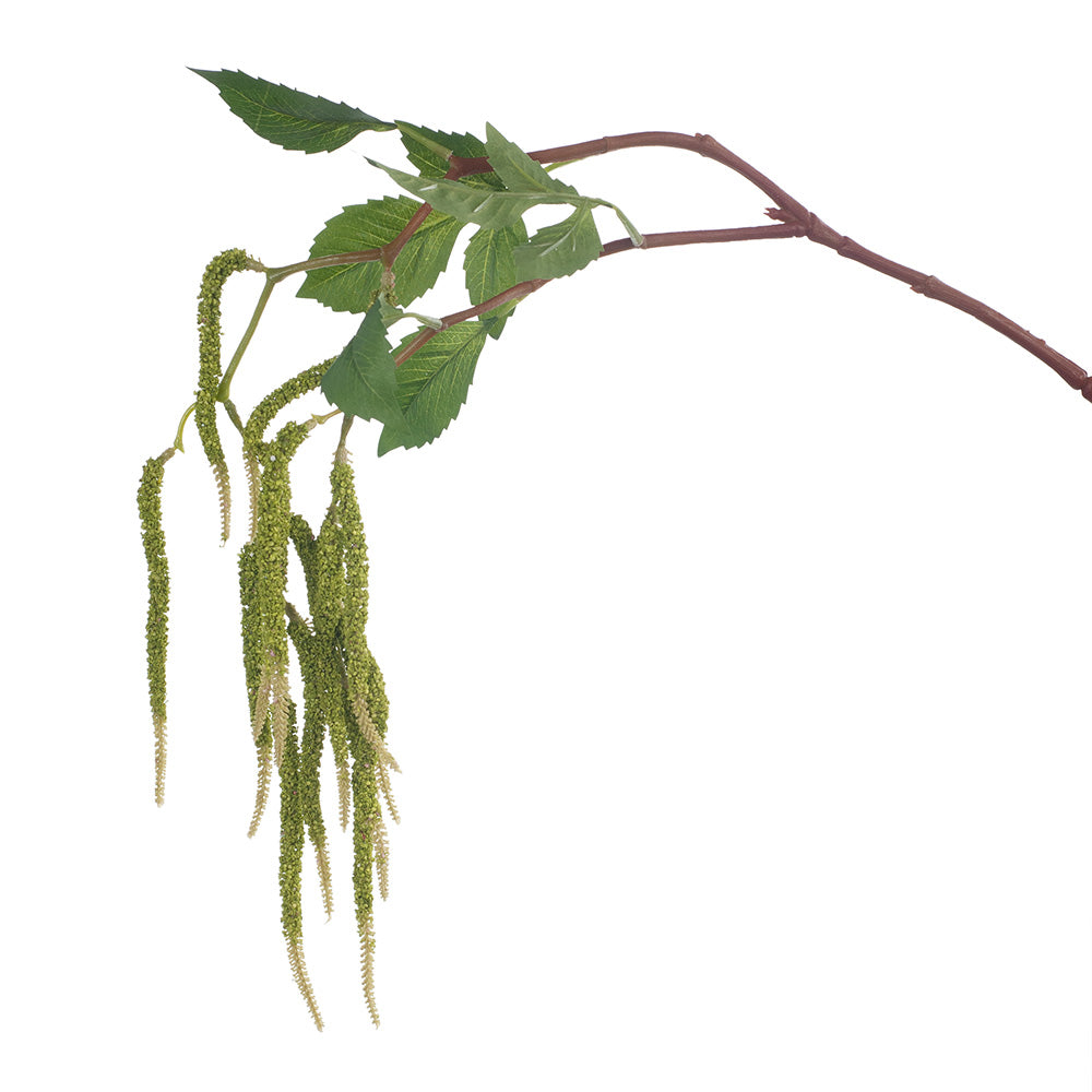 Organic Amaranth Greens - Fresh, Nutrient-Rich Leafy Vegetable for Salads, Smoothies & Healthy Cooking | Perfect for Vegan & Gluten-Free Diets