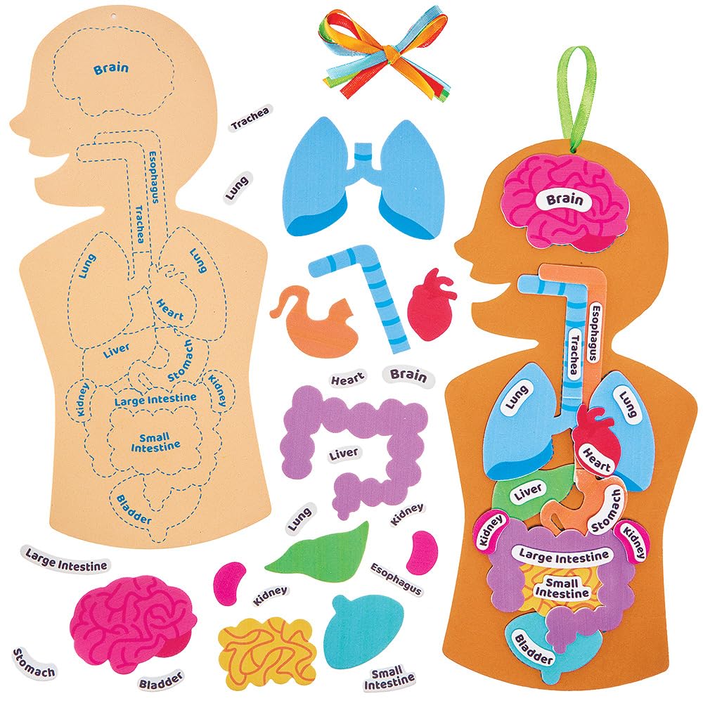 Baker Ross FN109 Human Body Kit - Pack of 4, STEM Science & Health Educational Resources for Kids & Schools | Perfect for Classroom Learning & Homeschool Activities