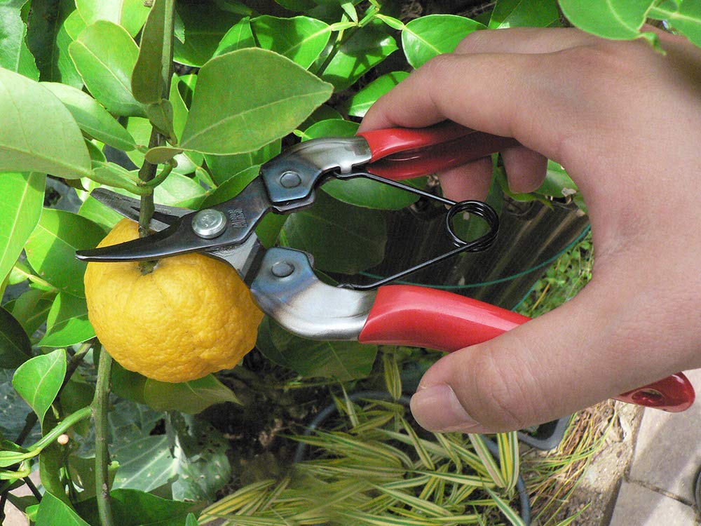 ARS HP-310 Professional Curved Blade Fruit Pruner - Sharp Bypass Pruning Shears for Gardening, Harvesting Apples, Peaches & Citrus Fruits - Ideal for Home Gardeners & Orchard Workers