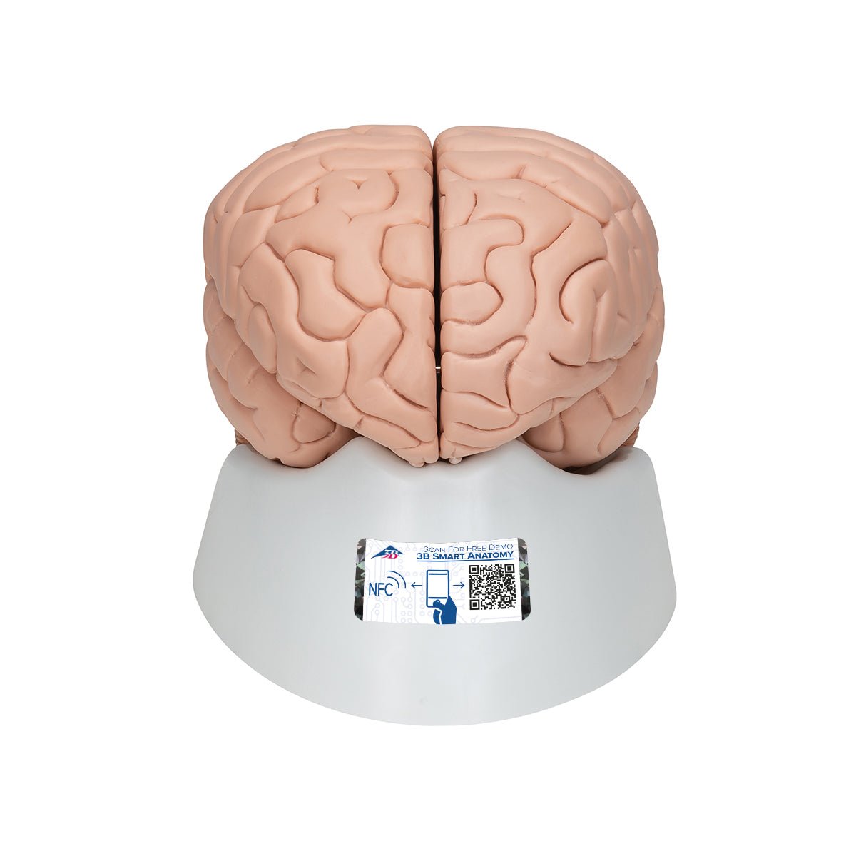 8-Part Human Brain Anatomy Model - Detailed Educational Tool for Medical Students & Science Classrooms | Perfect for Study, Teaching & Neuroscience Research
