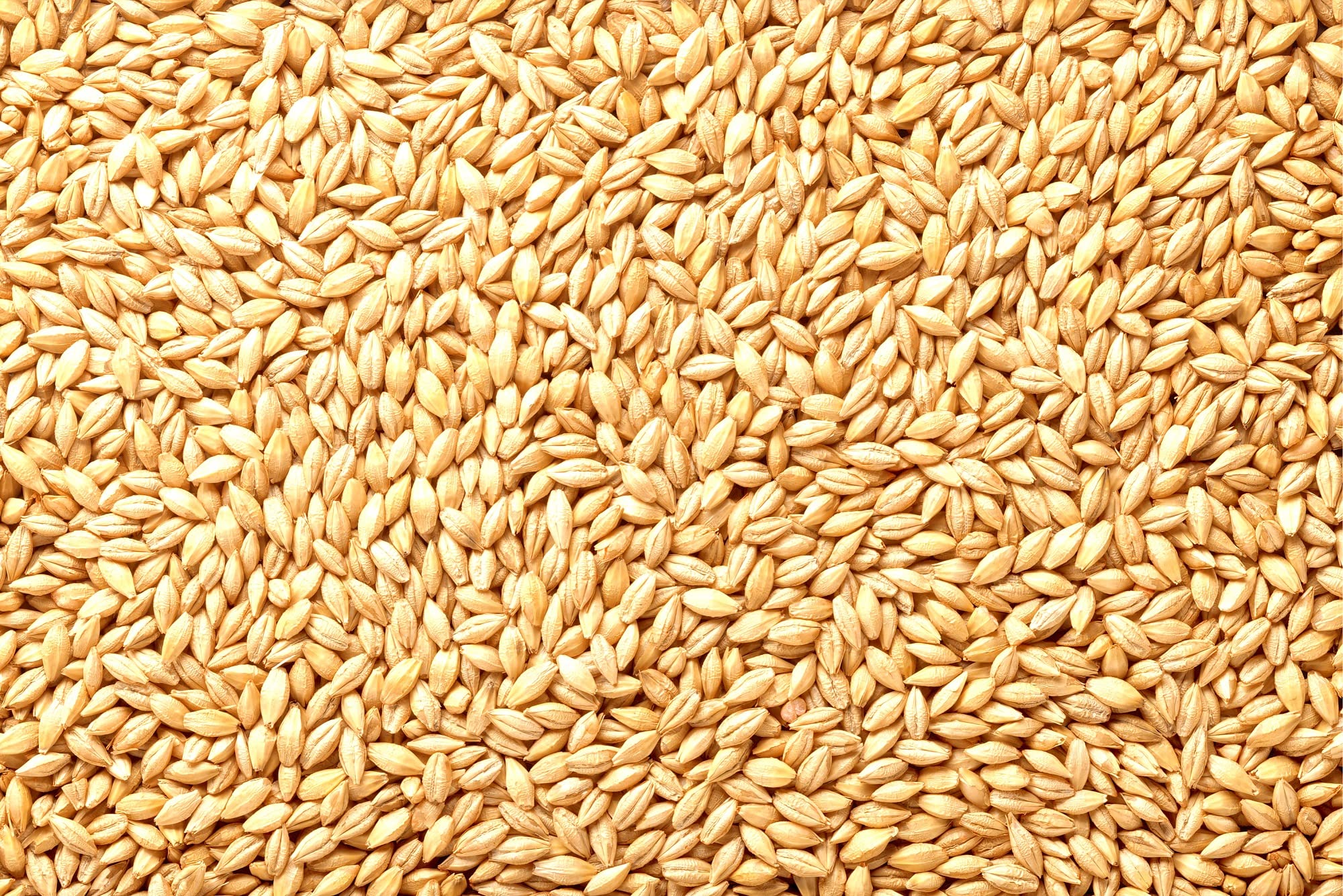 Organic Whole Barley Seeds for Juicing, Malt Brewing & Beer Making - All Natural, Non-GMO, 25lb Bulk - Perfect for Home Brewing, Healthy Juices & Sprouting