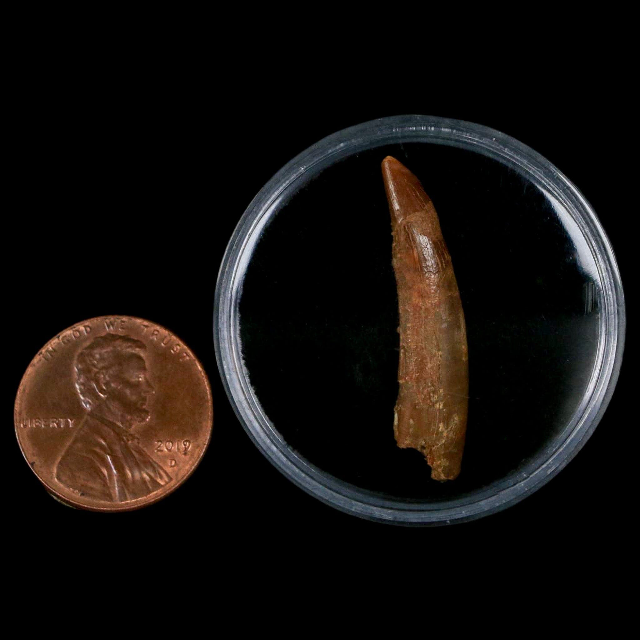 1.2 Inch Pterosaur Coloborhynchus Fossil Tooth - Authentic Upper Cretaceous Dinosaur Fossil from Morocco with COA - Perfect for Paleontology Collections & Science Classroom Displays