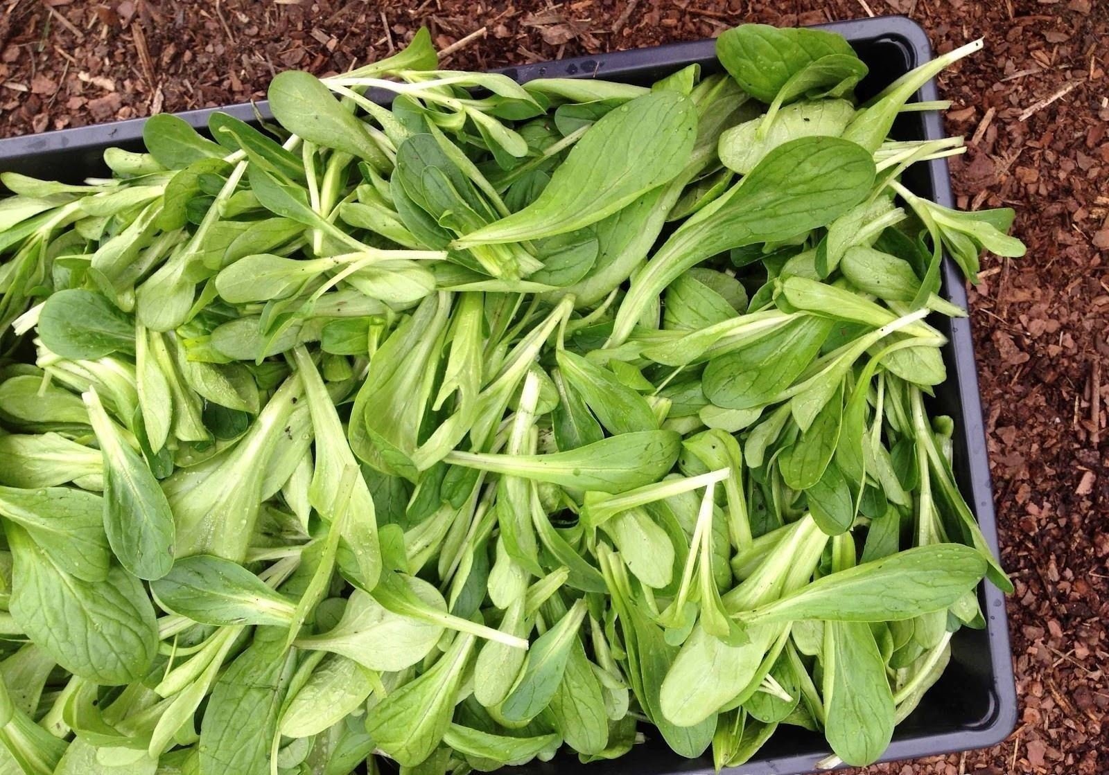 Organic Corn Salad Seeds (Valerianella Locusta) - Also Known as Mache, Lamb's Lettuce or Field Salad - 1 oz Pack - Perfect for Home Gardening, Salads & Healthy Eating