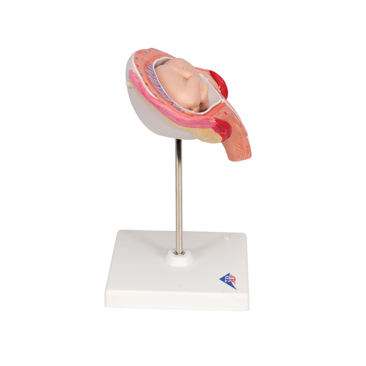 4-Month Fetal Development Model - Accurate Abdominal Position Anatomy for Medical Education & Pregnancy Study - Perfect for OBGYN Training, Midwife Practice & Parenting Classes
