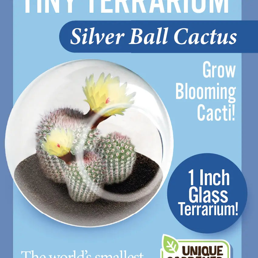 Mini Cactus Terrarium Kit with 6 Unique Succulent Varieties - Perfect for Home Decor, Office Desk, and Gift Ideas