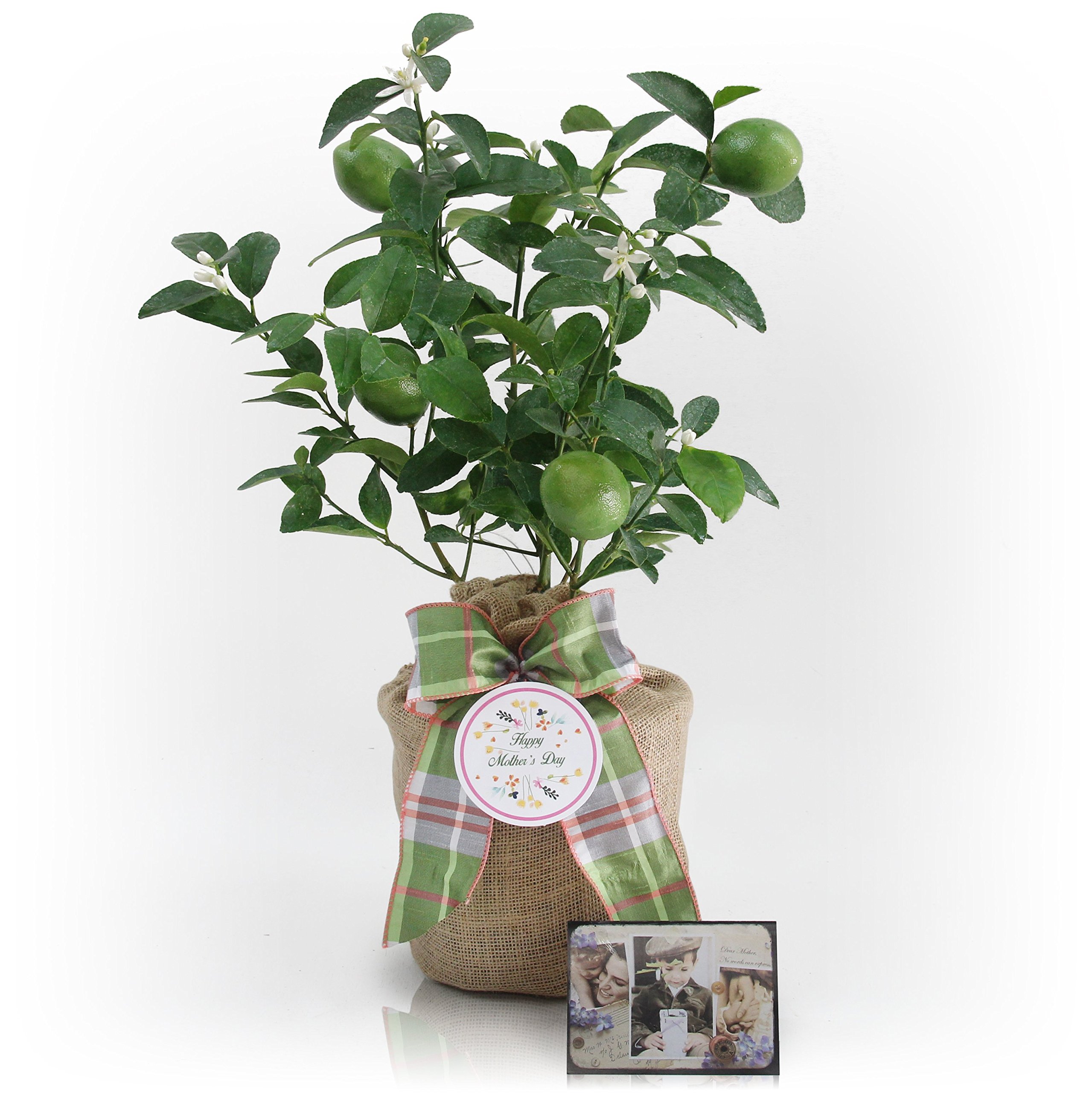 Premium Dwarf Persian Lime Tree - Fast Fruiting 1st Year, Juicy & Delicious Limes | Indoor/Outdoor Potted Citrus Plant by The Magnolia Company - Perfect for Home Gardens, Patio Decor & Mother's Day Gifts