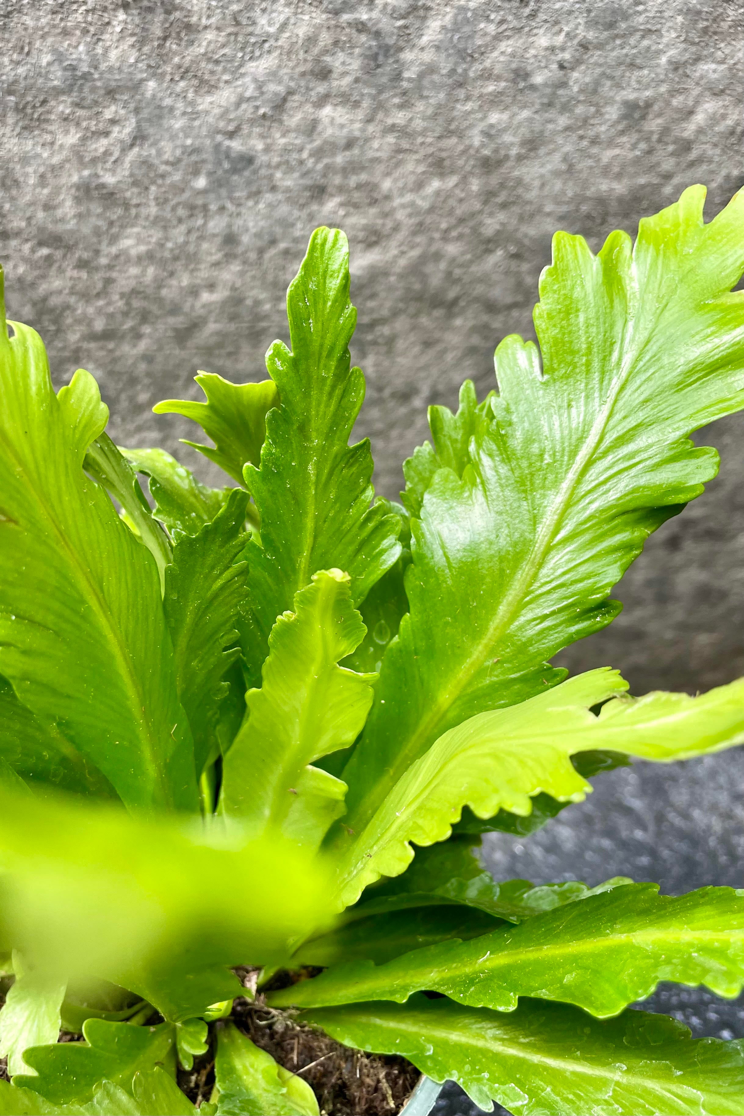 Asplenium nidus 'Champion' - 4 Inch Bird's Nest Fern - Low Light Indoor Houseplant for Home, Office & Bathroom Decor