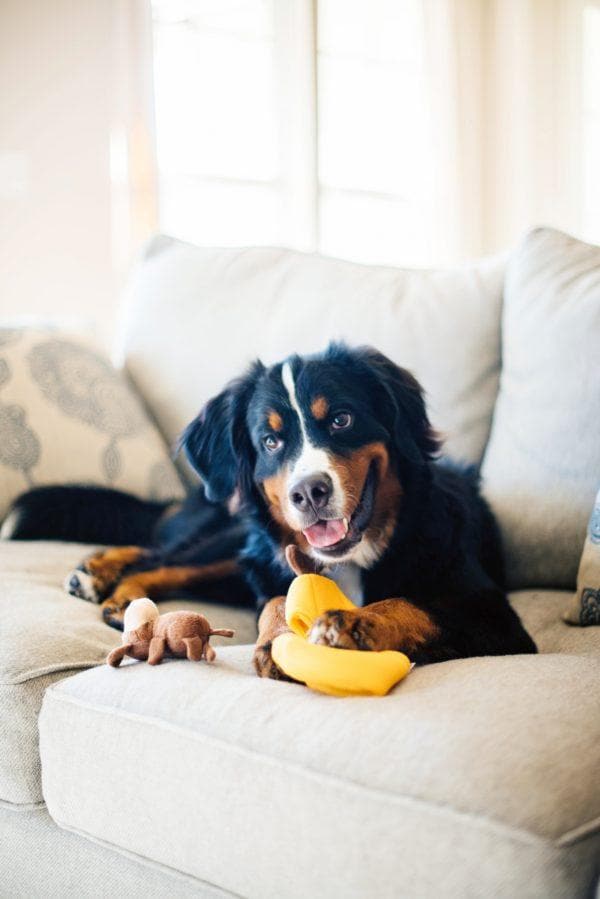 Monkey 'n Banana Plush Toy - Soft & Cuddly Stuffed Animal for Kids, Perfect for Playtime, Gifts & Nursery Decor | Fun & Adorable Monkey with Banana Design