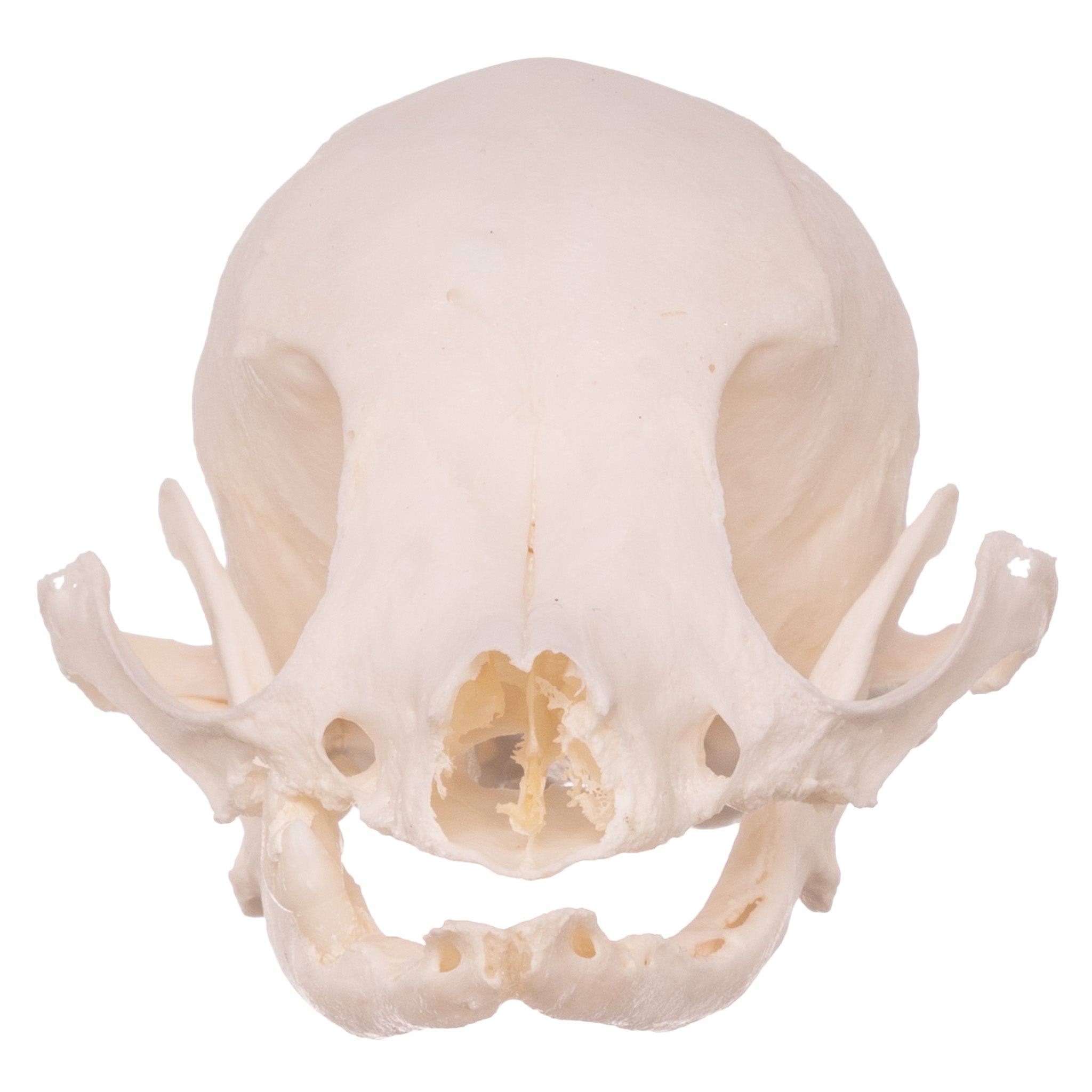 Authentic Real Domestic Dog Skull Specimen - Missing Teeth - Perfect for Veterinary Studies, Biology Education & Halloween Decor