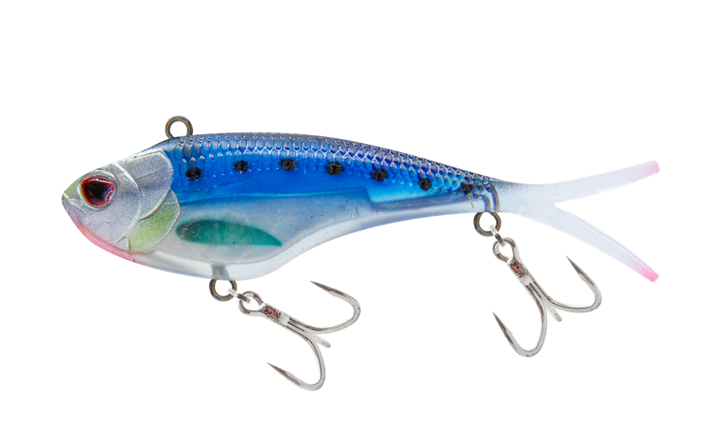 Sardine