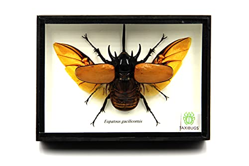 Black Wooden Box