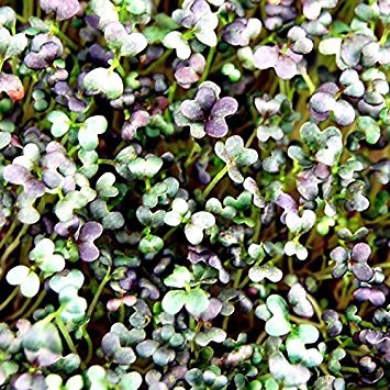 Red Streaks Mizuna Mustard Seeds - 1 Lb Bulk Organic Herb Seeds for Growing Microgreens | Indoor Gardening, Hydroponics & Homegrown Salad Greens | Perfect for Healthy Salads, Sandwiches & Gourmet Dishes