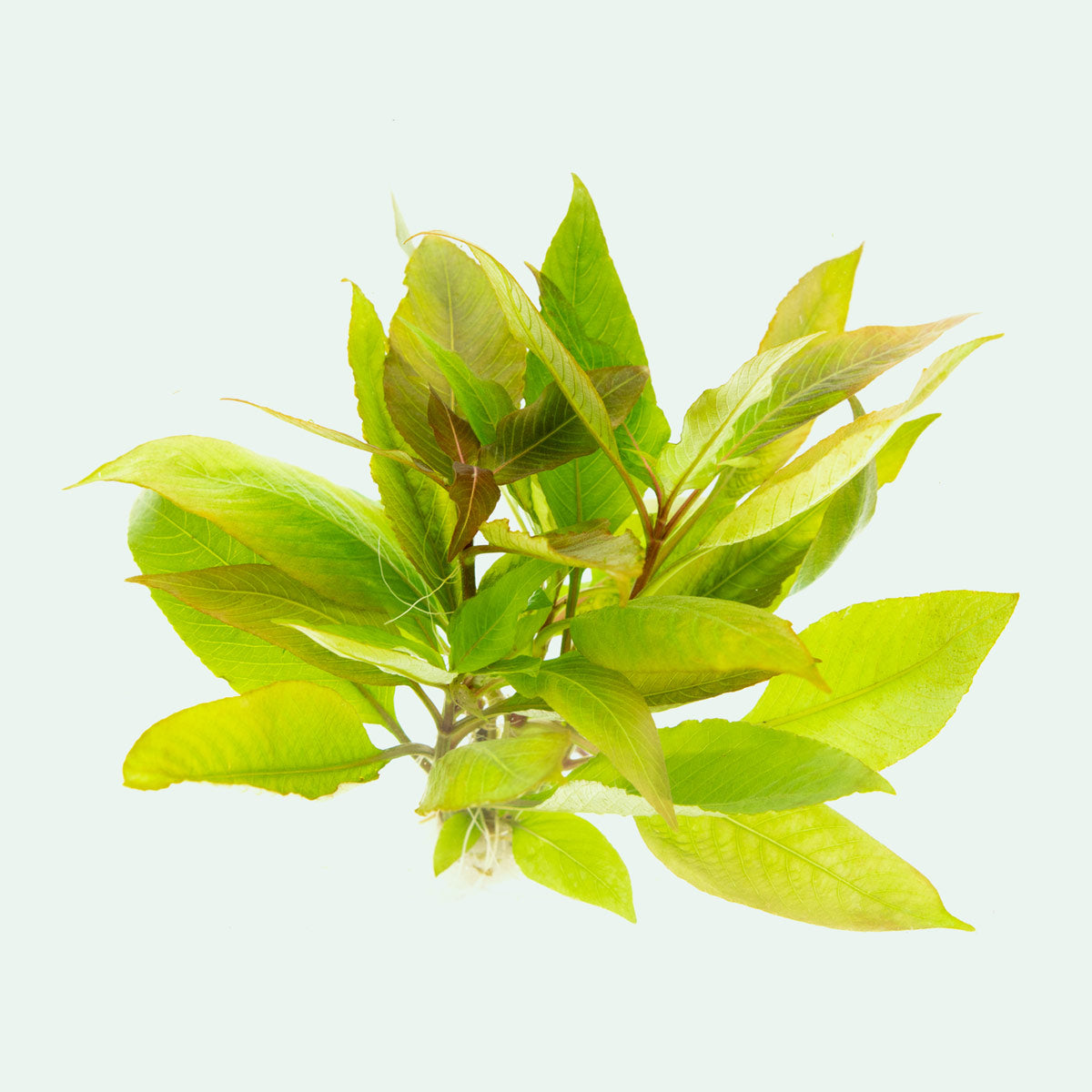 Hygrophila Compact Aquatic Plant for Aquariums - Perfect for Freshwater Fish Tanks, Aquascaping & Low-Tech Planted Aquariums
