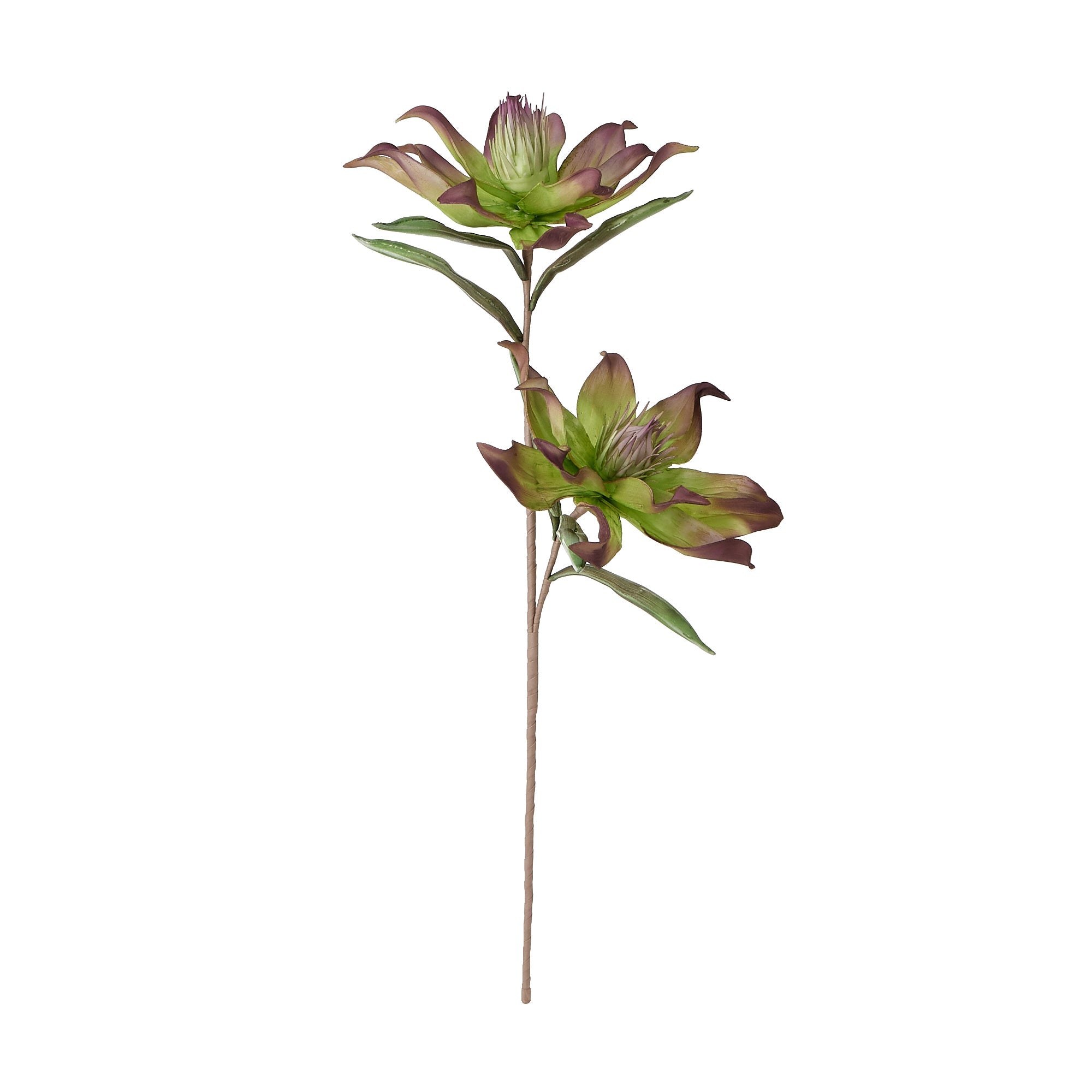 Dracaena Marginata - Dragon Tree Green Indoor Plant for Home & Office Decor - Perfect for Living Room, Bedroom, or Workspace