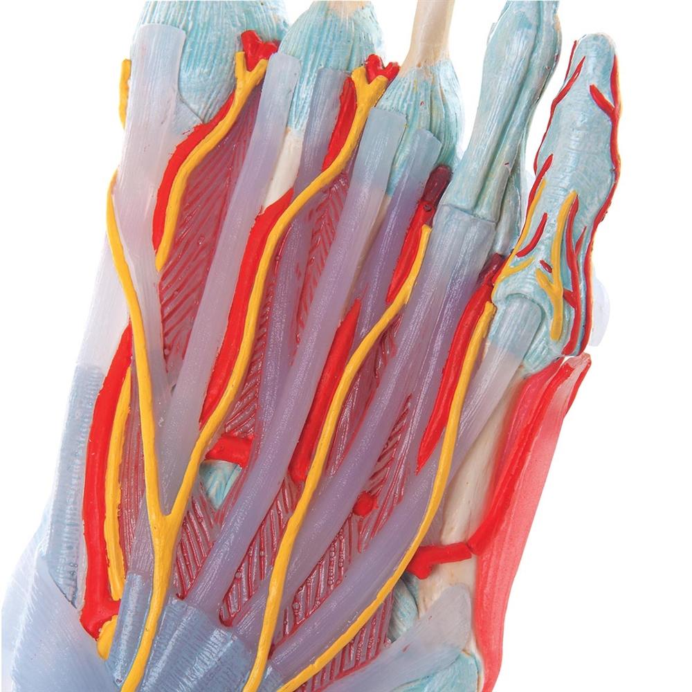 Human Foot Anatomy Model - Skeleton, Ligaments & Muscles for Medical Study, Physical Therapy & Classroom Education