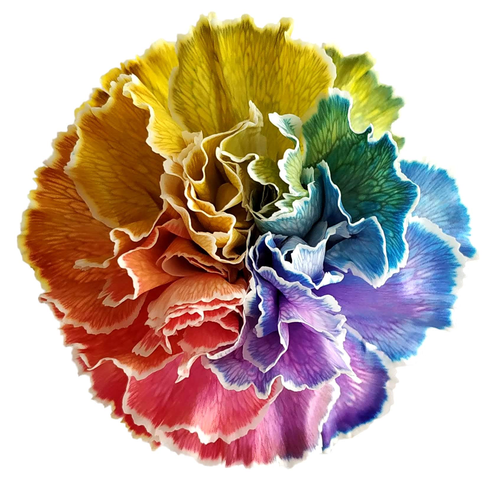 FlowerPrime 50 Rainbow Pride Carnations - Vibrant Tinted Fresh Cut Flowers for LGBTQ+ Celebrations, Weddings & Home Decor - Special Holiday Variety Pack