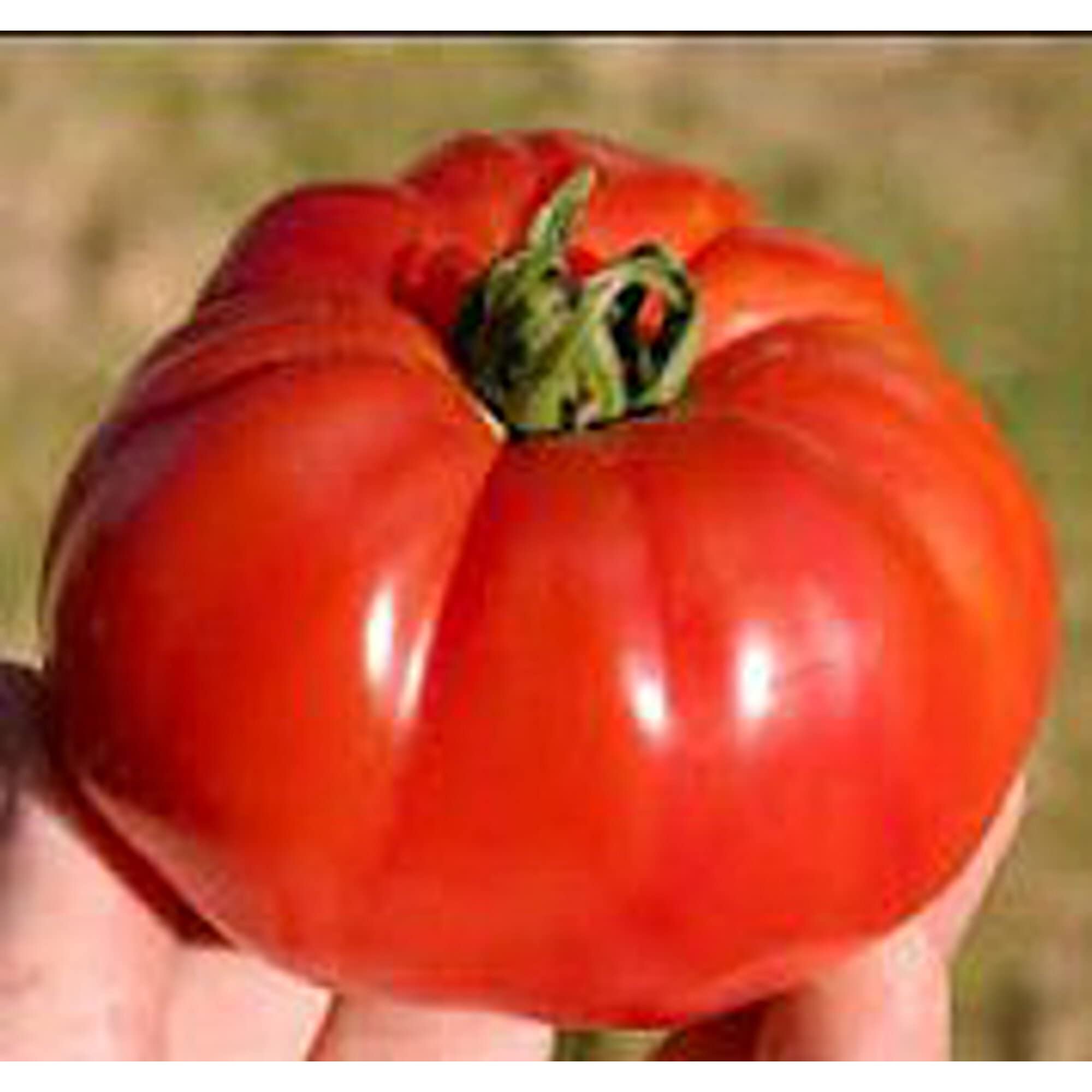 Non-GMO Polish Tomato Seeds (20+ Seeds) - Heirloom Vegetable & Fruit Seeds for Planting | Home Garden, Greenhouse, or Indoor Container Gardening | Fresh Salad & Cooking Tomatoes