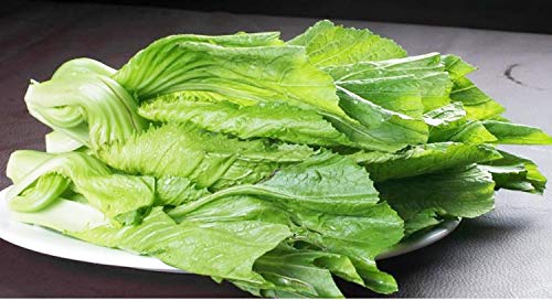 100+ Non-GMO Chinese Mustard Cabbage Seeds (GAI Choi) - Green Leaf Vegetable for Home Gardening, Asian Cooking & Organic Farming