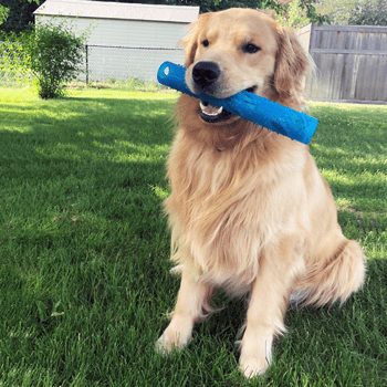 Gnawsome Crinkle Stick Dog Toy - Interactive Chew Toy for Puppies & Small Dogs - Fun Crinkle Sound for Playtime & Training - Perfect for Indoor & Outdoor Use