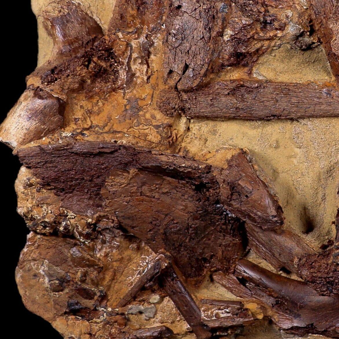 10 Authentic Edmontosaurus Fossils - Teeth, Jaw, Vertebrae & Tendons from Lance Creek, Wyoming | Dinosaur Fossil Collection for Paleontology Enthusiasts & Museum Displays
