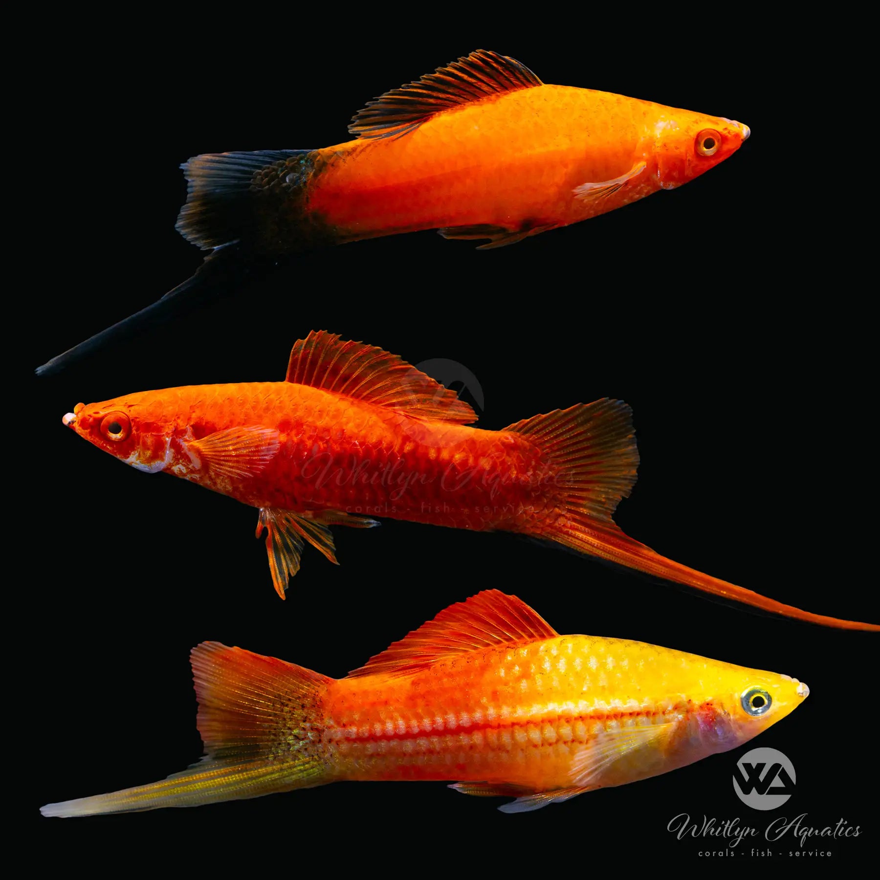 Assorted Swordtail XL (Xiphophorus Helleri) - Live Aquarium Fish for Freshwater Tanks, Community Aquariums & Tropical Fish Habitats