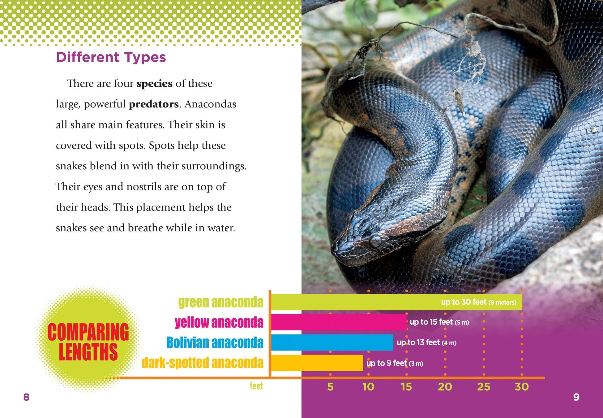 Anacondas Book - 9781623102708 - Learn About Anacondas, Snakes & Rainforest Wildlife - Perfect for Kids, Students & Animal Lovers