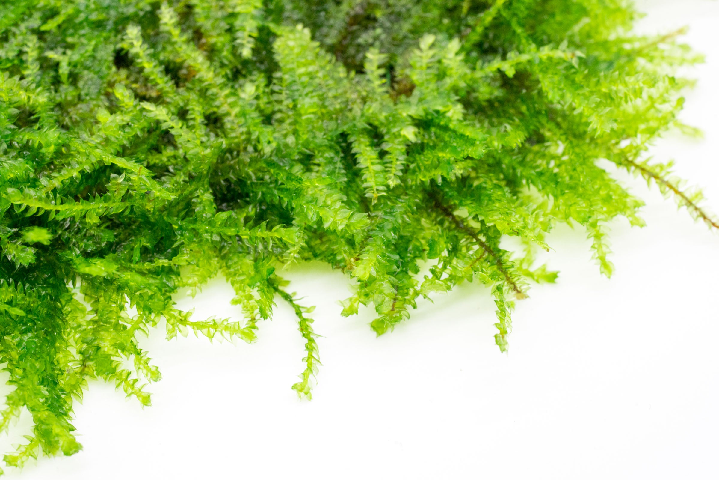 Premium Weeping Moss Large Mat for Aquariums & Terrariums - Natural Aquatic Plant Decor for Fish Tanks, Shrimp Habitats & Vivariums - Enhances Water Quality & Creates Stunning Underwater Landscapes