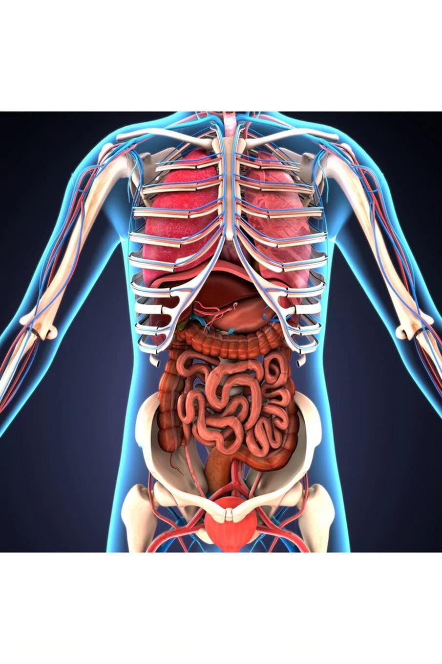 1000-Piece Wooden Jigsaw Puzzle - Human Body Organs & Skeletal System - Educational Brain Teaser for Adults - Home Decor & Gift Idea - Perfect for Family Game Night & STEM Learning Activities